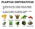 /album/galeria-fotografica/hierbas-depurativas-jpg1/